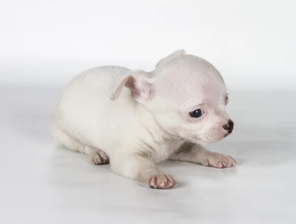 Chihuahua cachorro delante de un fondo blanco — Foto de Stock
