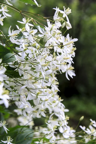 Sluit weergave op phlox bloemen in de zomer — Stockfoto