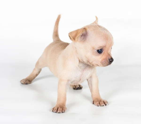 Chihuahua puppy in front of a white background Royalty Free Stock Photos