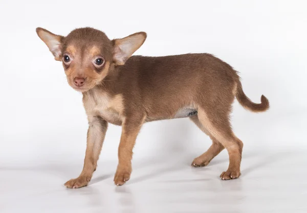 Russian toy terrier on a white background Stock Image