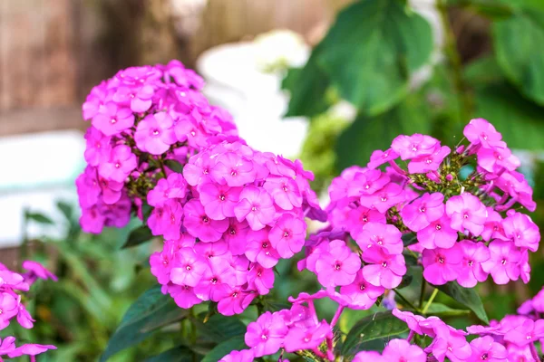 Закрыть вид на цветки розового флокса летом — стоковое фото