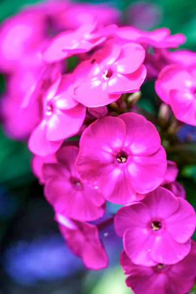 Nézetének bezárása a rózsaszín phlox virágok a nyár — Stock Fotó