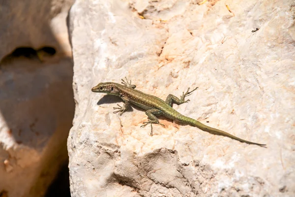 stock image Common lizard