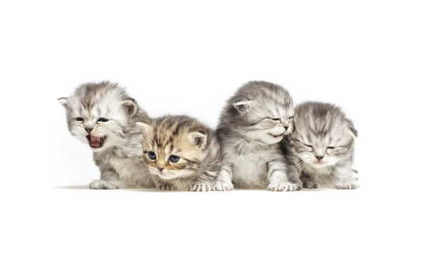 Cuatro gatitos. — Foto de Stock