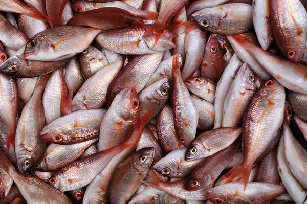 Färska fläckpagell fisk bakgrund Stockfoto