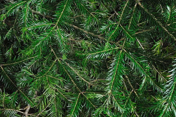 Stock image Background of spruce branches