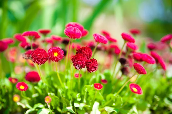 stock image Beautiful daisys