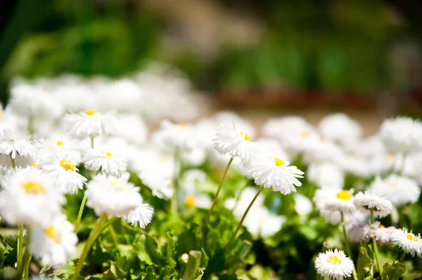 Vackra daisys — Stockfoto