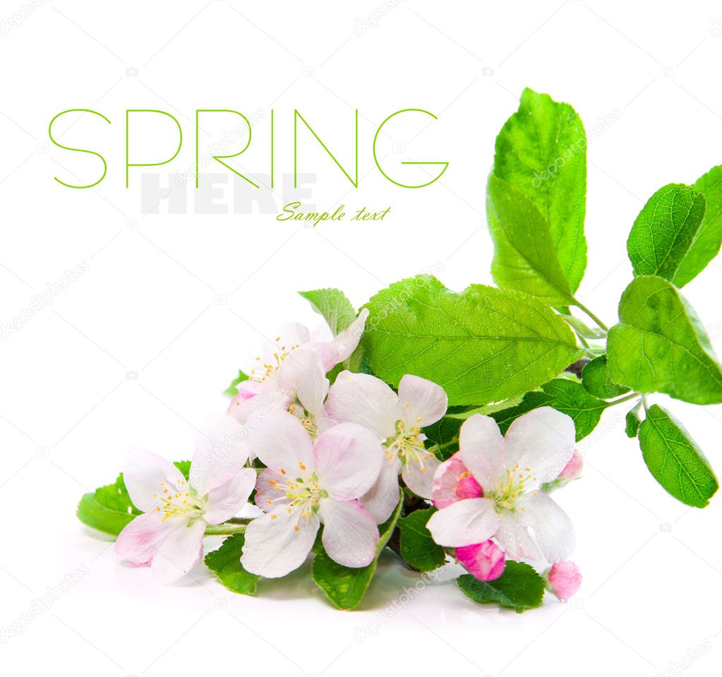 Apple blossoms — Stock Photo © tan4ikk 10572054