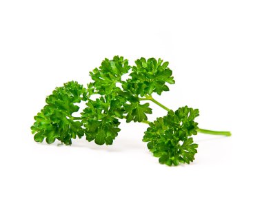 Fresh leaf of parsley clipart