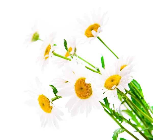 stock image Chamomile