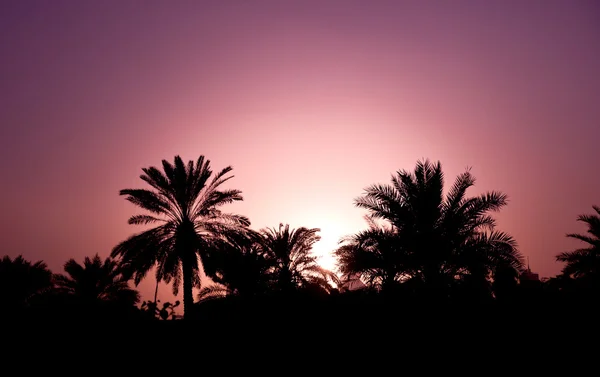 Sonnenuntergang mit Palmen — Stockfoto