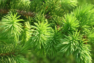 Branch of a coniferous tree clipart