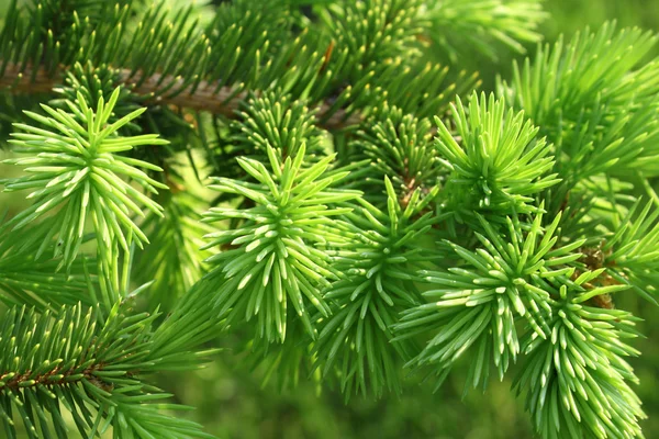 Rama de un árbol de coníferas —  Fotos de Stock