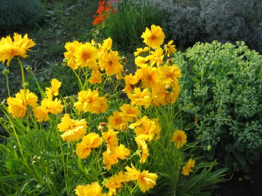 Yellow flowers in summer garden clipart