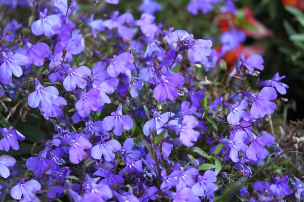 Blauwe bloemen — Stockfoto