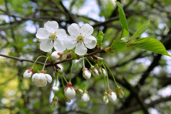 Branch of blossoming tree — Stock Photo, Image