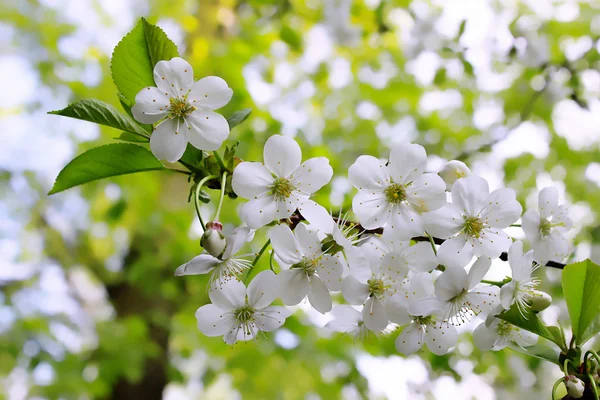 สาขาของต้นไม้ดอกไม้ — ภาพถ่ายสต็อก