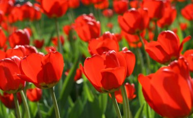 Beautiful red tulips clipart