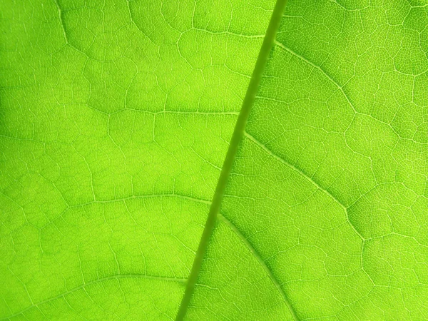 Grönt blad — Stockfoto