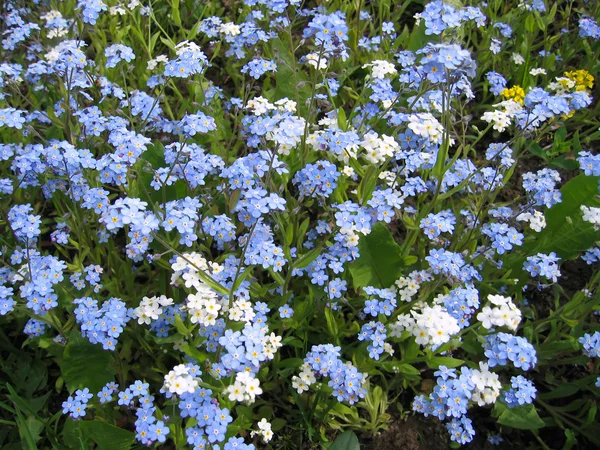 Blå och vita förgätmigej blommor — Stockfoto