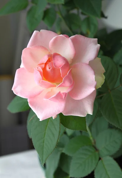 Красивая розовая роза — стоковое фото