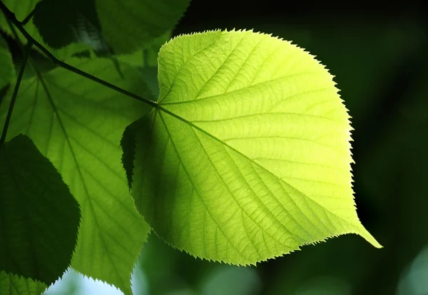 Зеленый лист, светящийся на солнце — стоковое фото