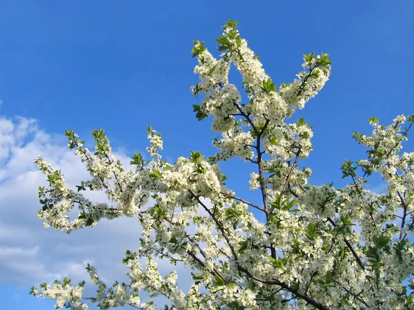 Ramo de uma árvore florescente — Fotografia de Stock