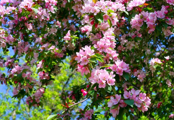 Çiçek açan bir ağacın dalı — Stok fotoğraf