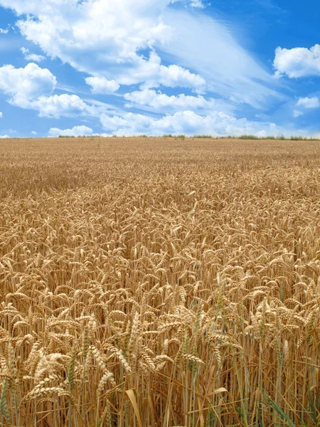 Grain field — Stock Photo, Image