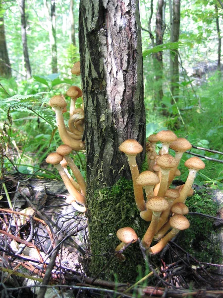 Медовые грибы, растущие на дереве — стоковое фото