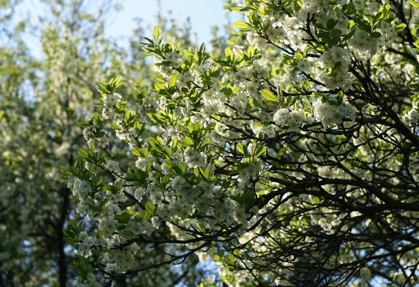 Blühender Baum — Stockfoto