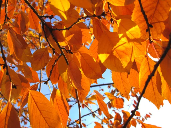 Fall foliage — Stock Photo, Image