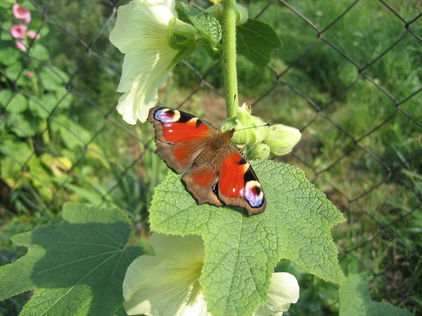 Vacker fjäril — Stockfoto