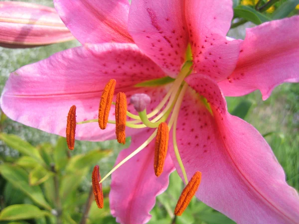 Vacker rosa lily — Stockfoto