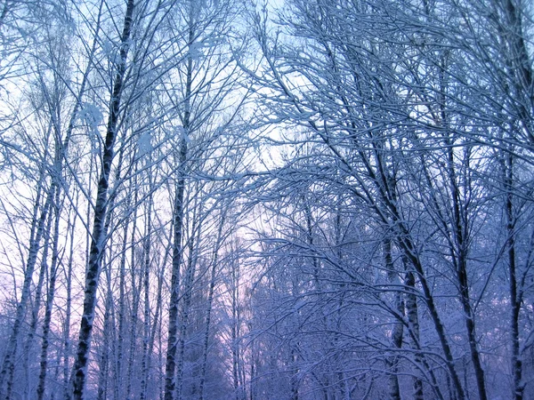 Winter trees — Stock Photo, Image