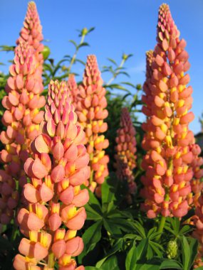 Beautiful lupines clipart