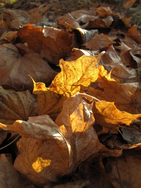 Ξηρά φύλλα φθινοπώρου — Φωτογραφία Αρχείου