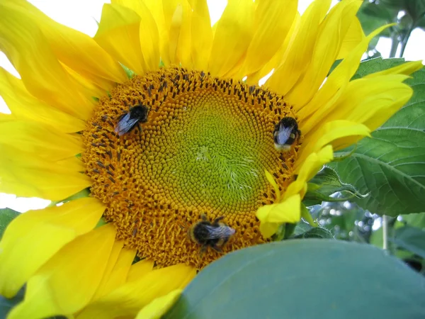 Große gelbe Sonnenblume mit Bienen — Stockfoto