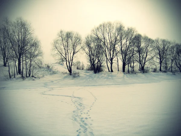 冬季景观与树木和雪地上的痕迹 — 图库照片