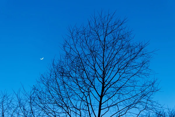 Árbol en un cielo nocturno con luna creciente —  Fotos de Stock