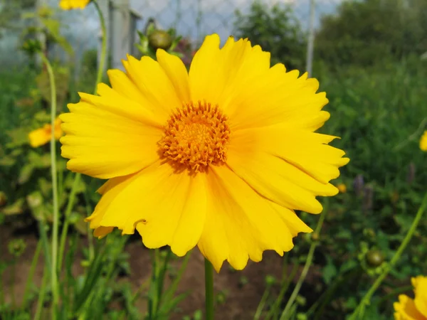 Hermosa flor amarilla —  Fotos de Stock