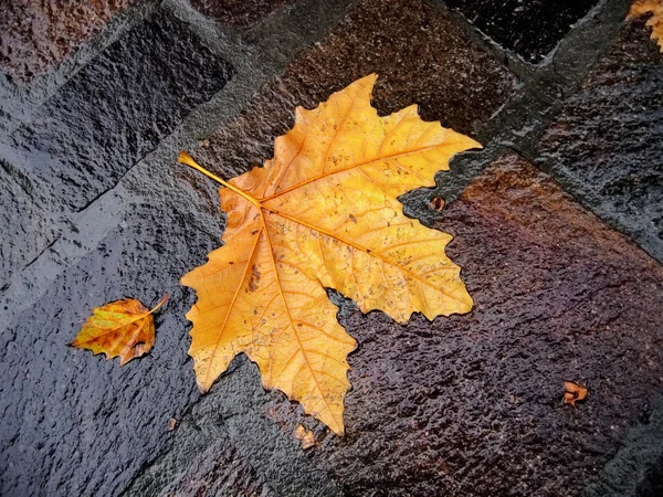 stock image Fall bright wet leaf