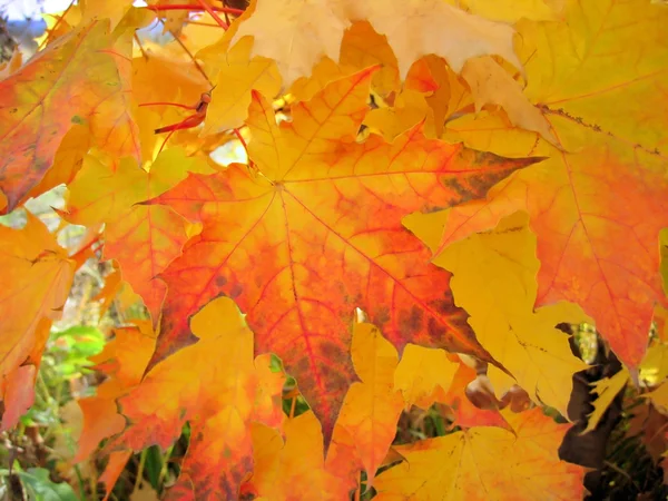 Beautiful autumn foliage of maple tree — Stock Photo, Image