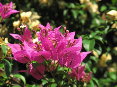 Bougainvillea çiçek