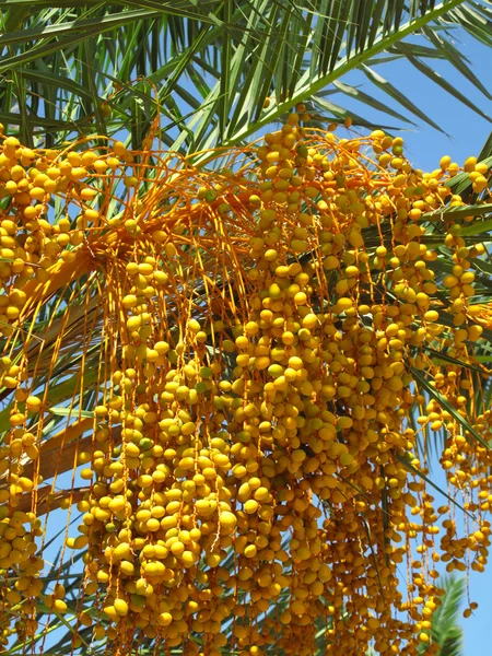 Vrucht van palm — Stockfoto