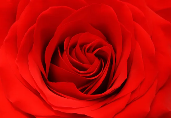 Rote Rose — Stockfoto