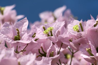 Bougainvillea çiçek