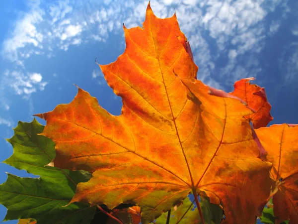 Luminoso follaje de árbol de arce de otoño — Foto de Stock