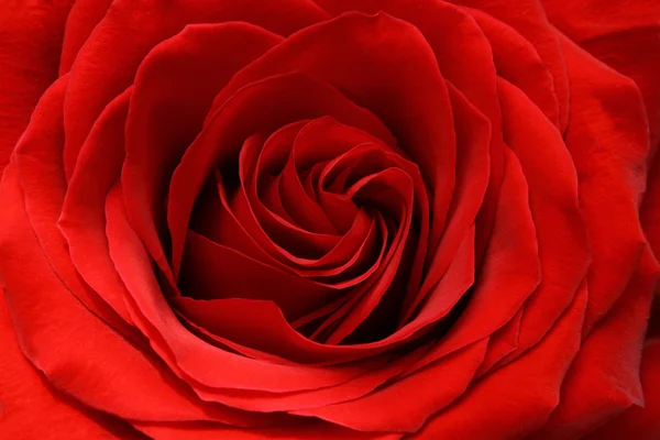 红玫瑰 — 图库照片